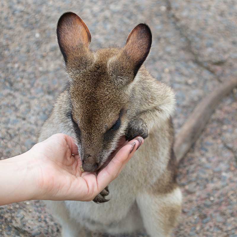 hand feed wallaby rainforestation nature park kuranda
